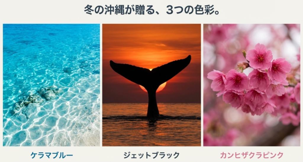 透き通るケラマブルーの海、ホエールウォッチングのクジラの尾、満開のカンヒザクラ