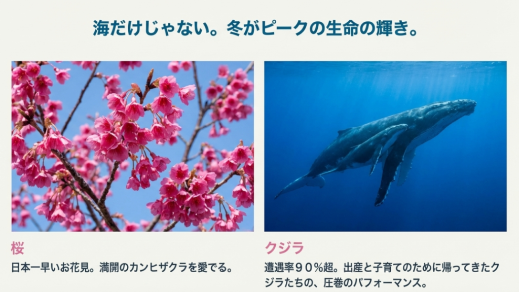 ホエールウォッチングなど冬の観光情報