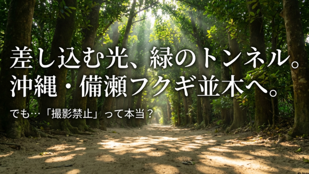 フクギ並木は撮影禁止？理由と許可ルール・マナーを徹底解説