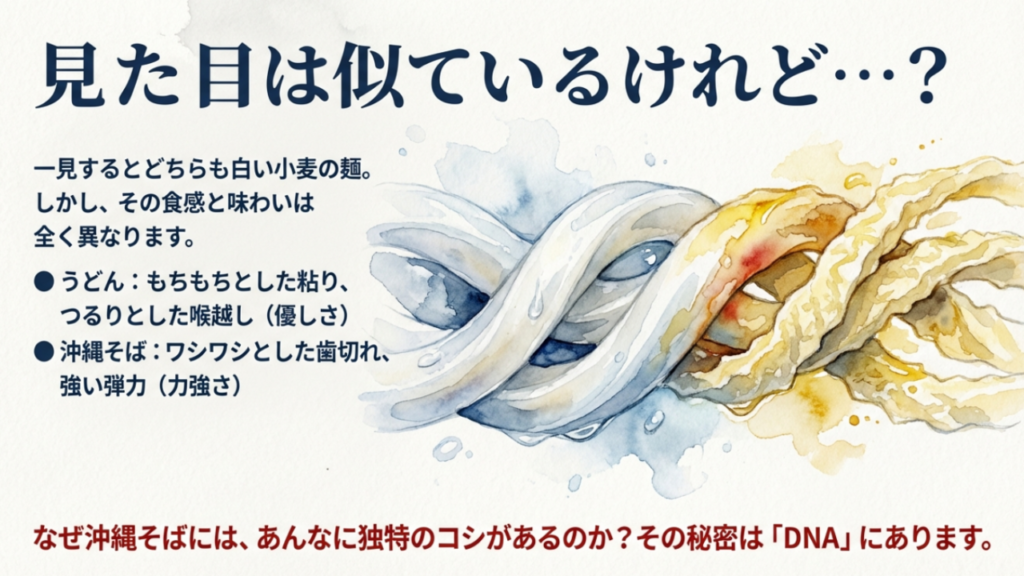 沖縄そばのワシワシとした弾力とうどんのもちもちとした粘りの食感比較イラスト